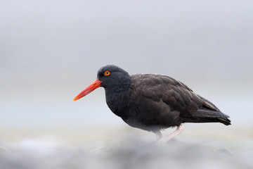 Black Oystercatcher on beach