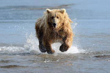 Grizzly Bear fishing in coastal waters