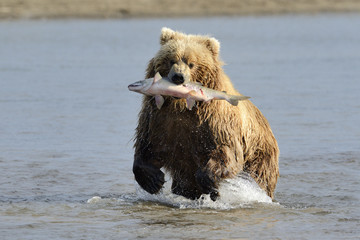 Grizzly Bear with caught salmon © andreanita