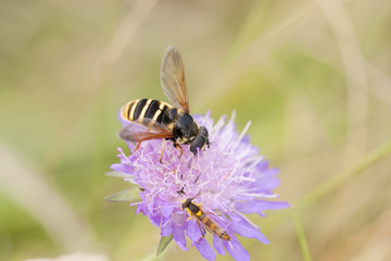 Little wasp on violet flower