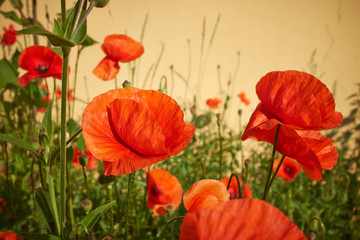 Obrazy na Plexi  Łąka z pięknymi jaskrawoczerwonymi kwiatami maku na wiosnę