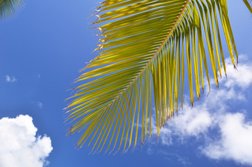 Obraz premium Palm branch against blue sky