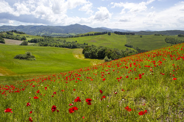 spring in Tuscany, landscape with poppies