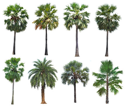 Collection palm tree isolated on white background 