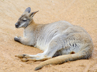 Wallaby relaxing