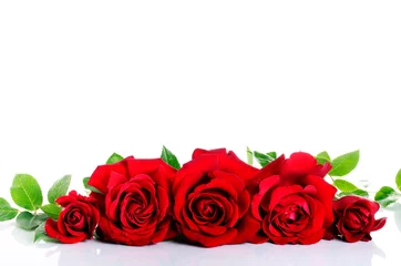 Photo sur Plexiglas Roses Roses rouges en ligne sur blanc