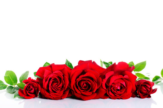 Red roses in row over white