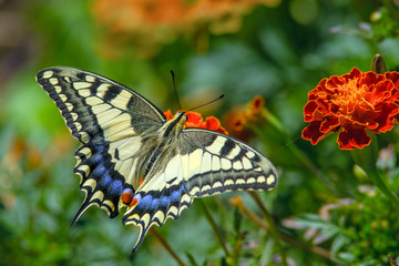 Swallowtail butterfly on the marygold flower