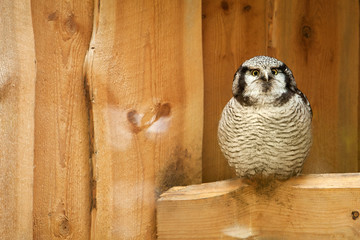 Obraz premium Northern hawk owl on wooden texture