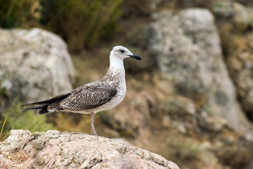Seagull sitting on the rock