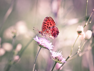Butterfly on the wildflower