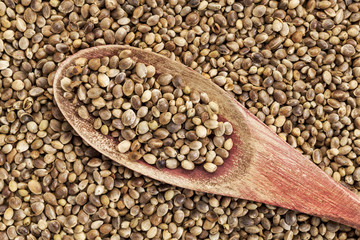 hemp seed