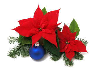 Red poinsettia isolated