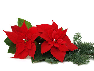Red poinsettia isolated