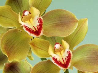 Fototapeta na wymiar Piękne Cymbidium Orchid