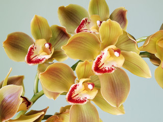 Beautiful Cymbidium Orchid 