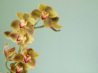 Beautiful Cymbidium Orchid 