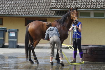 cheval a la douche