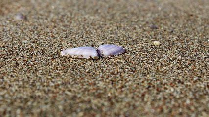 Sea ​​shell