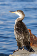 Cormorant (Phalacrocorax carbo)