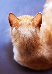 Red cat, the top view