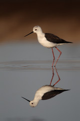 Black-winged stilt, Himantopus himantopus