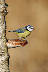 Blue tit, Parus caeruleus