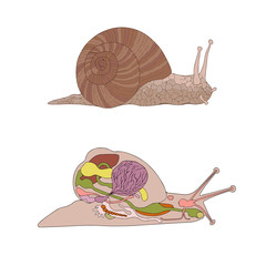 zoology, anatomy, morphology, cross-section of snail