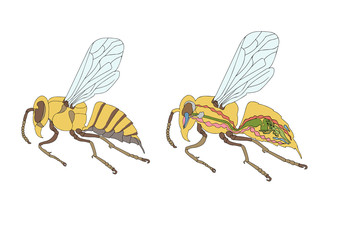 zoology, anatomy, morphology, cross-section of bee
