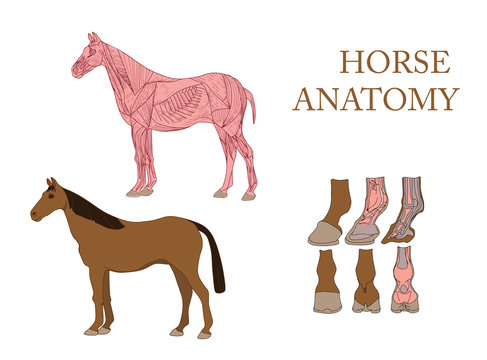 Zoology, Anatomy Of Horse, Cross-section Muscles And Hoof