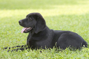 portrait of a labrador puppy