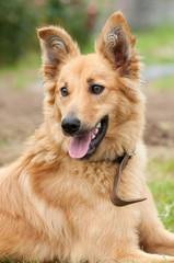 Basque shepherd dog portrait