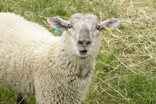 Sheep on a Farm
