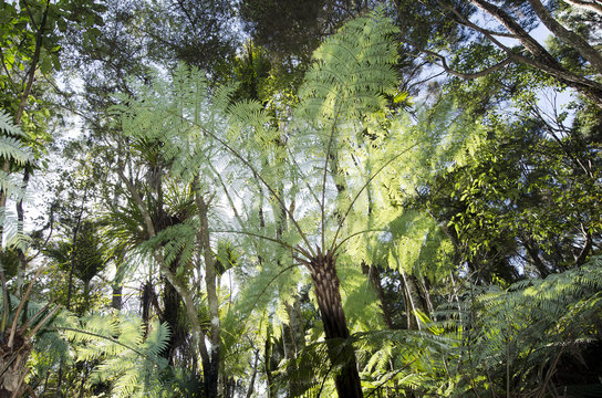 New Zealand Plants - Silver tree fern