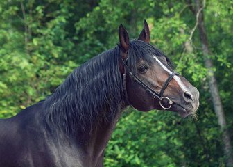 Obraz premium beautiful breed stallion at forest background