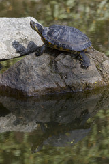 portrait of a turtle