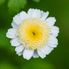 Fototapeta premium Herbal Bloom