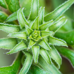 Echinacea Bud