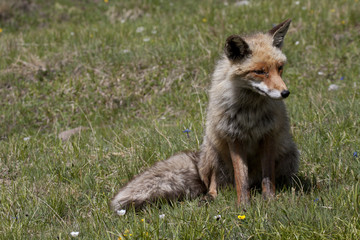 portrait of a fox