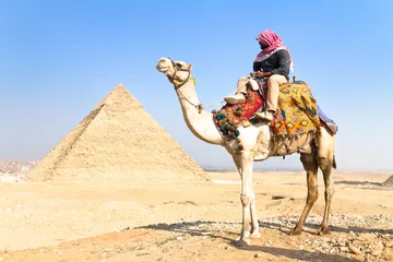 Fotobehang Kameel bij piramides van Giza, Kaïro, Egypte. © kasto