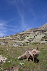 portrait of a fox