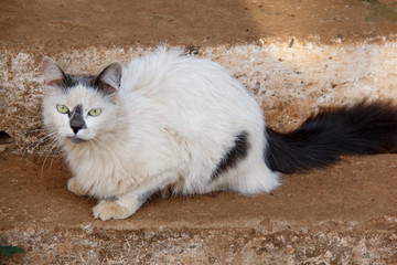 gato malhado