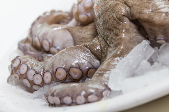 isolated fresh octopus