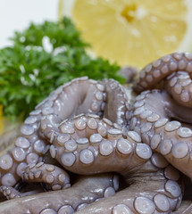 isolated fresh octopus