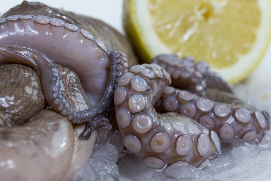 isolated fresh octopus