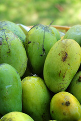 Mango fruit.