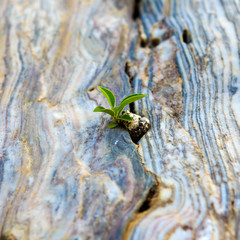 line on curve Marble