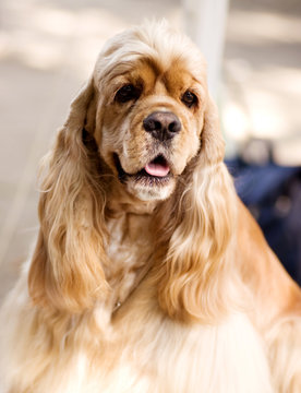 American Cocker Spaniel sitting in front