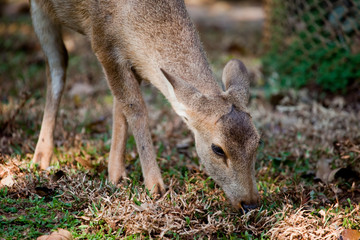 Deer eating grass