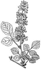 Branch of Plant Desmodium spicatum